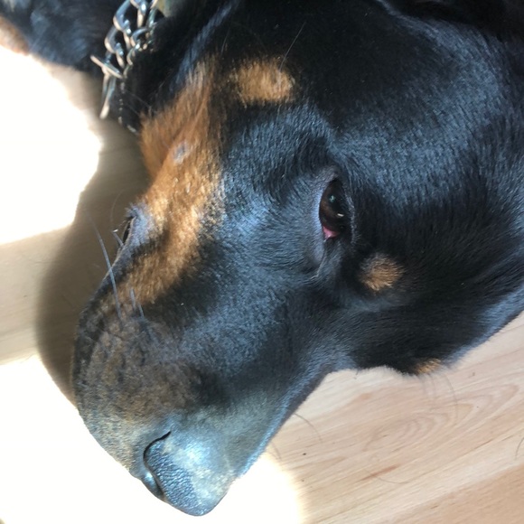 Meet your Posher, Sheldon - Picture 1 of 1